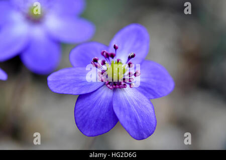 Blaue farbige Blume der eine Kreuzung aus einem liverleaf Stockfoto