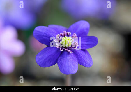 Einzelne Blume eines blauen liverleaf Stockfoto