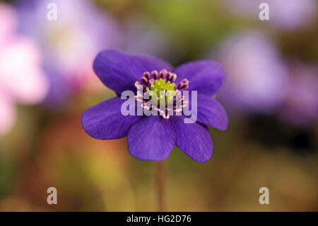 Einzelne Blume Blau Liverleaf Stockfoto