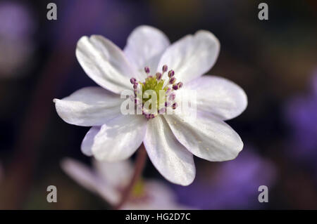 Einzelne Blume von einem fast weißen Liverleaf, Stockfoto