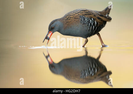 Wasser-Schiene (Rallus Aquaticus) Fütterung im frühen Morgenlicht Stockfoto