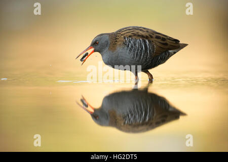 Wasser-Schiene (Rallus Aquaticus) Fütterung im frühen Morgenlicht Stockfoto