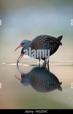 Wasser-Schiene (Rallus Aquaticus) Fütterung an der ersten Ampel Stockfoto