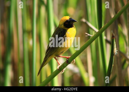 Männliche maskierte Webervogel thront auf einem Rohr Stockfoto