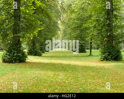 Lime Tree Avenue, Westonbirt Arboretum, Gloucestershire, England, UK. Stockfoto