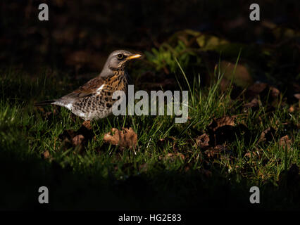 Eine Wacholderdrossel (Turdus Pilaris) betritt das Morgenlicht in einer Apfelplantage, Warwickshire Stockfoto