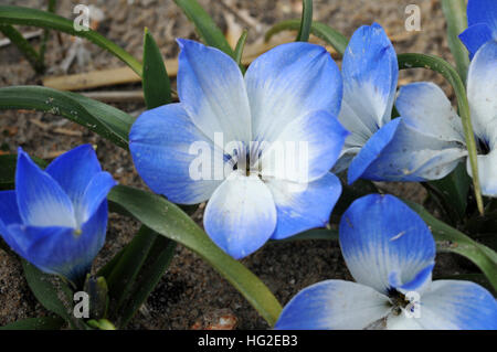 Tecophilaea Cyanocrocus var leichtlinii Stockfoto