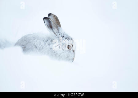 Schneehase (Lepus Timidus) ruht in seiner Form im Schnee Stockfoto