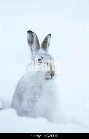 Schneehase (Lepus Timidus) sitzen im Schnee Stockfoto