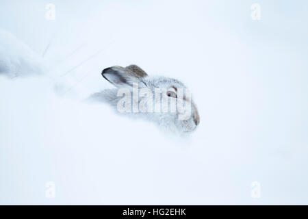 Schneehase (Lepus Timidus) ruht in seiner Form im Schnee Stockfoto