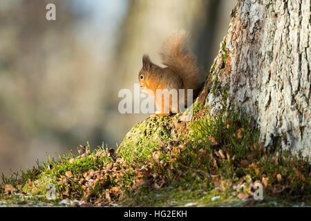 Verzehr von Nüssen in den Wäldern Eichhörnchen (Sciurus Vulgaris) Stockfoto