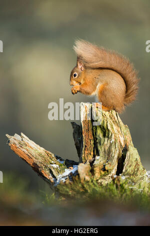 Eichhörnchen (Sciurus Vulgaris) sitzt auf Baumstumpf Verzehr von Nüssen im winter Stockfoto