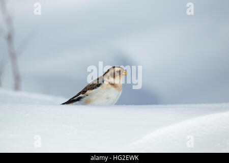 Snow Bunting (Plectrophenax Nivalis) im Schnee auf der Suche nach Nahrung Stockfoto