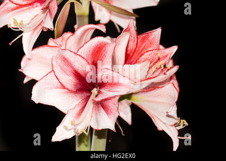 Hippeastrum Amaryllis Charisma, holländische Hybride, großen weiß-rosa Blüten Stockfoto