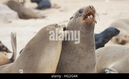 Dichtungen am Cape Cross, Namibia Stockfoto