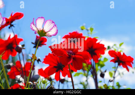 Dahlie Olympicfire Und einer - Dahlia Olympicfire und einer Blüte im Sommer Stockfoto