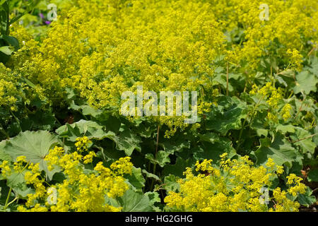 sterben Sie Heilpflanze Frauenmantel - Heilpflanzenforschers Ladys-Mantel oder Alchemilla mollis Stockfoto