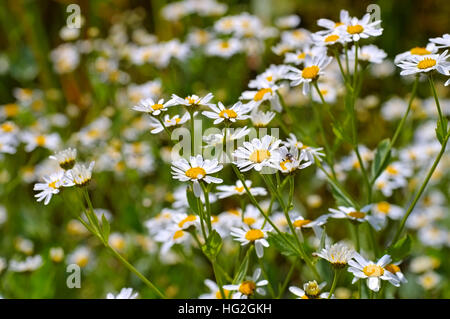 sterben Sie Heilpflanze Marienblatt, Tanacetum Balsamita - pflanzliche Pflanze Minze Geranie oder Tanacetum balsamita Stockfoto