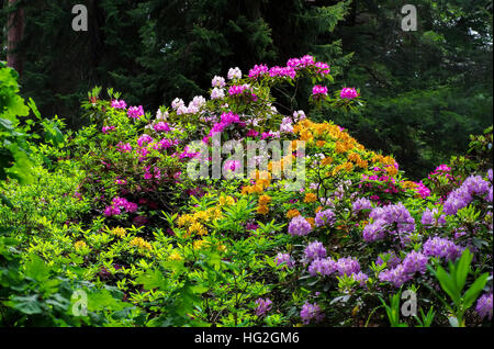 Rhododendron Im Frühling - viele Rhododendron-Pflanzen im Frühjahr Stockfoto