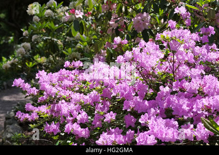 Rhododendron Schlippenbachii Im Frühling - Rhododendron Schlippenbachii Pflanze im Frühjahr Stockfoto
