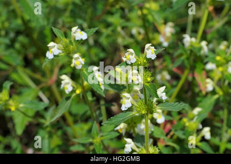 sterben Sie Heilpflanze Saat-Hohlzahn - pflanzliche Pflanze Downy Hanf-Brennessel oder Galeopsis segetum Stockfoto