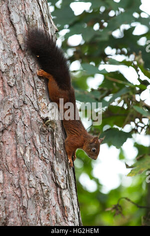 Eichhörnchen (Sciurus Vulgaris) Abstieg eine Kiefer Baum, Formby, Lancashire, England, UK. Stockfoto