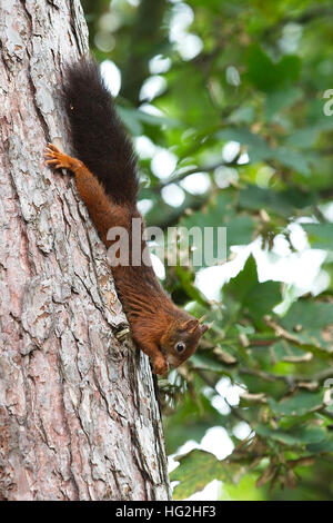 Eichhörnchen (Sciurus Vulgaris) Essen eine Nuss auf den Kopf gestellt auf dem Stamm einer Kiefer Baum, Formby, Lancashire, England, UK. Stockfoto