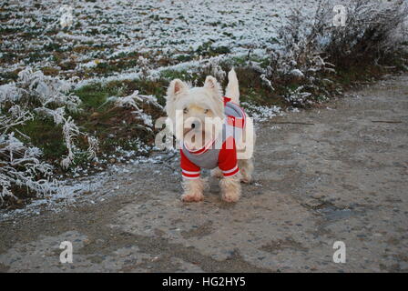 West Highland White Terrier auf einem Spaziergang im Winter trägt einen bunten Mantel Stockfoto