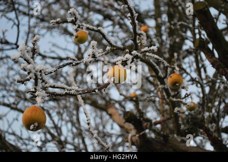 Ein paar gelbe Äpfel auf einem kahlen Baum im Winter mit Schnee bedeckt Stockfoto
