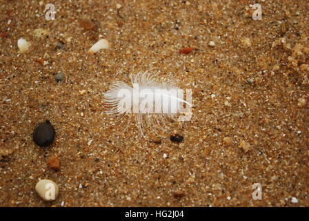 Detail von einem weißen Vogelfeder im Sand am Strand Stockfoto