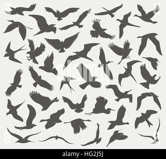 Satz von Silhouetten der Vögel Stock Vektor