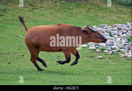 Kongo-Büffel (Syncerus Caffer Nanus) laufen Stockfoto