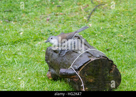 Grau oder Grau shrikethrush Shrike - soor (colluricincla Harmonika) Stockfoto