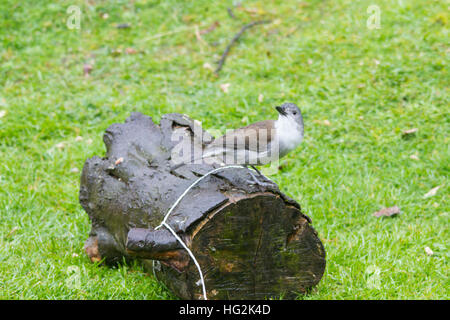 Grau oder Grau shrikethrush Shrike - soor (colluricincla Harmonika) Stockfoto