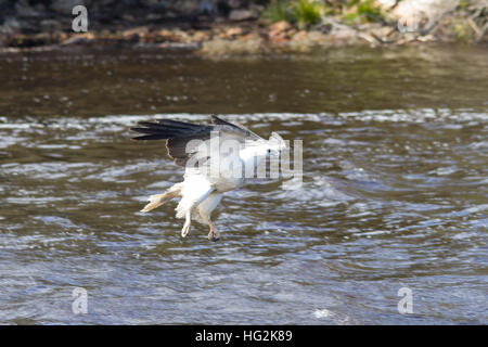 White-bellied Seeadler (haliaeetus leucogaster) fängt einen Fisch Stockfoto