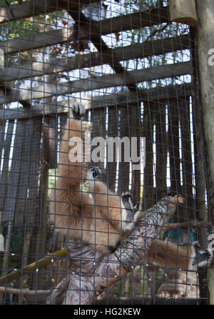 Lar Gibbon, auch bekannt als White-handed Gibbon, spielen auf einem Ast Stockfoto