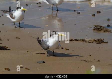 Mehr crested tern (thalasseus bergii) oder Swift tern Stockfoto