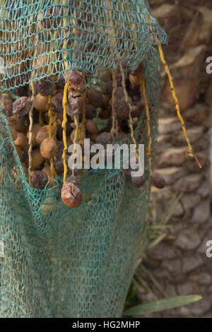 Getrocknete Datteln aus einem Beutel hängen eine Dattelpalme. Stockfoto