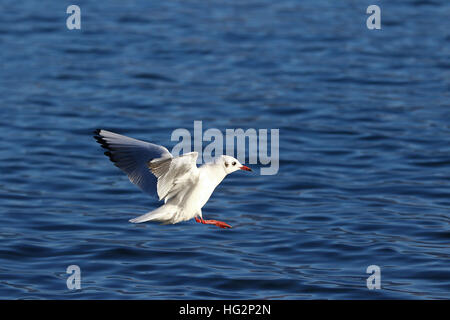 Gemeinsamen Möwe im Flug mit offenen Flügeln gegen blaue Wasserfläche Stockfoto