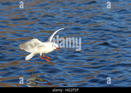 Gemeinsamen Möwe im Flug mit offenen Flügeln und Schnabel gegen blaue Wasserfläche Stockfoto