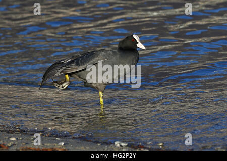 Eurasische Blässhuhn, Fulica Atra, in seichtem Wasser Streching, seine Beine und Flügel am Seeufer Stockfoto