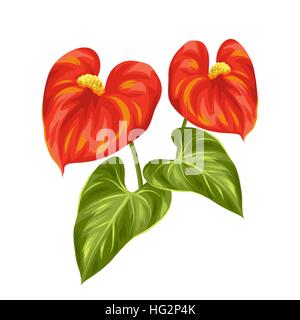 Bouquet von zwei dekorative Blumen Anthurium auf weißem Hintergrund Stock Vektor