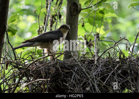 Eurasian sparrowhawk/Sperber (accipiter Nisus), männlichen Erwachsenen, stehen am Rand der Horst, versteckte Nest, um aufmerksam zu beobachten, Europa. Stockfoto