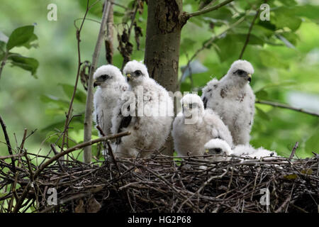 Sperber (accipiter Nisus), jungen Küken, sitzend in ihrem Nest, Horst, hoffnungsvoll beobachten, Warten auf Essen, Tierwelt, Deutschland. Stockfoto