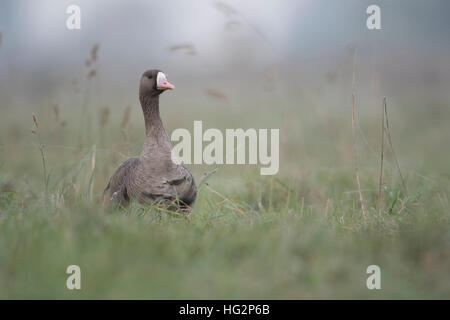 Mehr white-fronted goose (Anser Albifrons), Arktischen Winter Gast, sitzen im hohen Gras einer Wiese, Niederrhein, Deutschland, Europa. Stockfoto