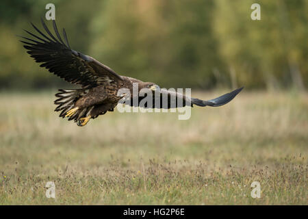 Seeadler/Seeadler (Haliaeetus albicilla), junge, im Gleitflug, fliegende schließen über einer Wiese, gestreckt wingswildlife, Europa. Stockfoto
