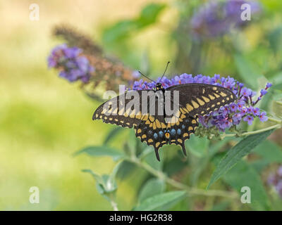 Östliche Tiger Schwalbenschwanz Papilio Glaucus ist eine Art von Schwalbenschwanz Schmetterling in östlichen Nordamerika beheimatet Stockfoto