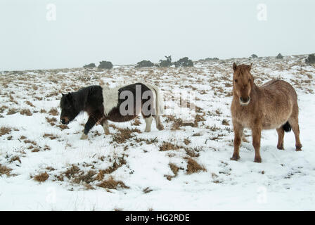 Wildpferde auf Dartmoor, England UK Stockfoto