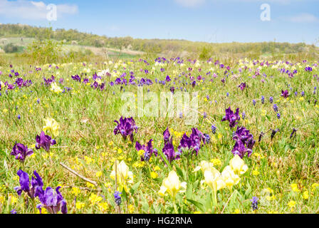 Breitenbrunn am Neusiedler See: Zwerg-Schwertlilien (Iris Pumila) in der Natur reservieren Tenauriegel - Neusiedler See, Burgenland, Österreich Stockfoto