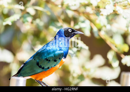 Superb Starling (Glanzstare Superbus) Vogel Stockfoto